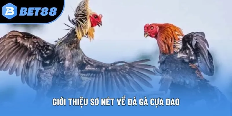 Giới thiệu sơ nét về đá gà cựa dao