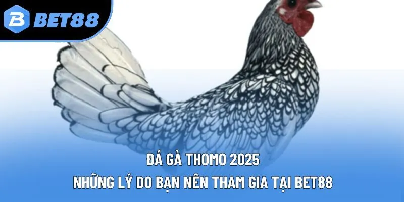 Đá Gà Thomo 2025: Những Lý Do Bạn Nên Tham Gia Tại Bet88