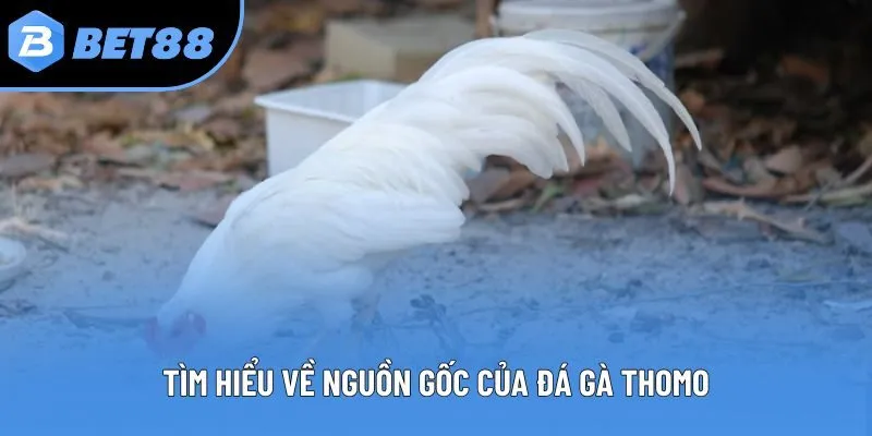 Tìm hiểu về nguồn gốc của đá gà thomo