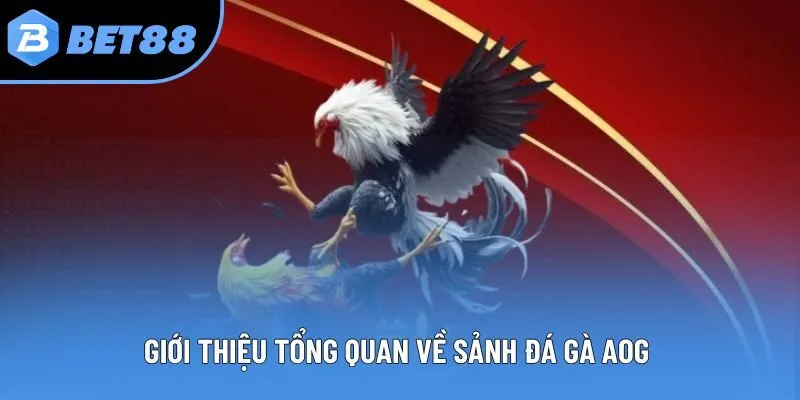 Giới thiệu tổng quan về sảnh đá gà AOG 